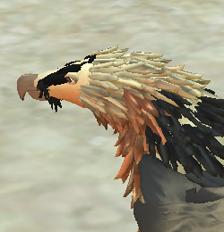Bearded Vulture