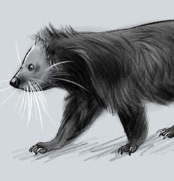 Binturong sketch