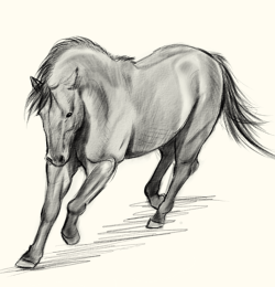 Horse sketches