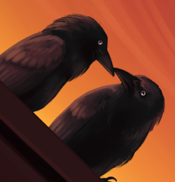 Torresian Crows