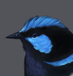 Superb Fairywren