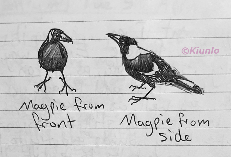 Pen drawings of two Magpies. The Magpie on the left is facing forward, and the the Magpie on the right is facing towards the other magpie.