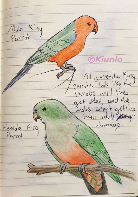 Pencil drawing of two King Parrots. The first bird had a red head and belly, with green feathers on its back and wings. The second bird only had red on its underside.