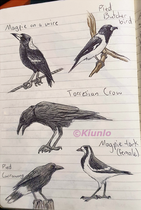 Five pencil drawings of different species of birds. The top left bird is a Magpie sitting on a wire. It has mostly black feathers, with white on the back of its neck. The top right bird is a Pied Butcherbird on a branch, and it has a black head and wings, with white on the underside. The bird in the middle is a Crow, which is completely black. The bottom left bird is a Pied Currawong, which is mostly black except for some white on its bottom. The bottom right bird is a Magpie-lark with white on its face and underside, and black on its wings and chest.