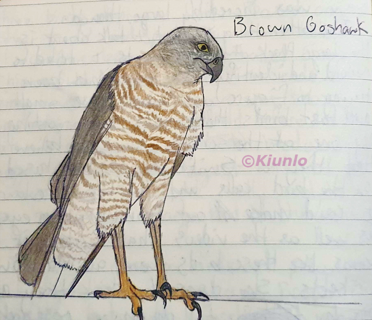 Pencil drawing of a Brown Goshawk, a bird of prey. It has brown wings, a grey, yellow legs and white and brown striped underbelly.