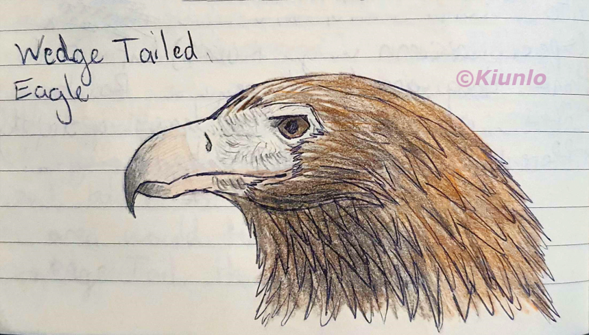 Pencil drawing of a Wedge Tailed Eagle's head. It has a mostly featherless, white face. It has brown eyes, and its pointy thin feathers range from dark to light brown.