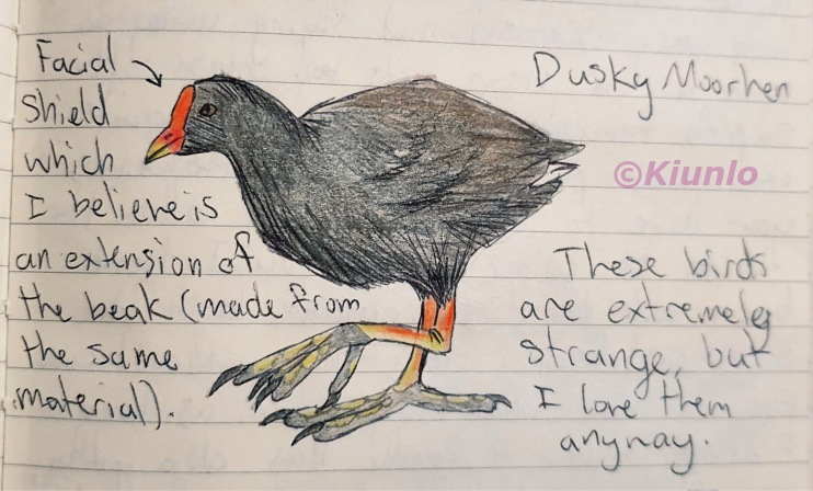 Pencil drawing of a Dusky Moorhen. It is a small, round black bird in a similar shape to a chicken. It has a bright red beak with a yellow tip, and a facial shield that is also red. It's feet are extremely big, and its legs are the same colours as its beak.