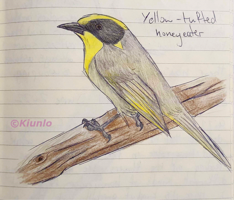 Pencil drawing of a Yellow-tufted Honeyeater perched on a branch. It has a mostly grey body, with some hints of yellow on its wings. It has a black patch of feathers on the side of its face, with yellow on its chest and top of its head. It has a small yellow feather sticking out of the black cheek feathers.