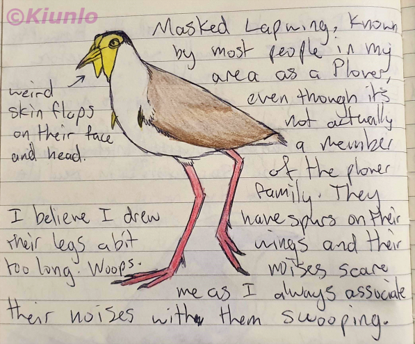 Pencil drawing of a Masked Lapwing. It has long pink legs, a white underbelly and brown wings and back. It has a yellow beak with yellow skin flaps hanging down the side of its face. It also has yellow spurs poking out of its wings.