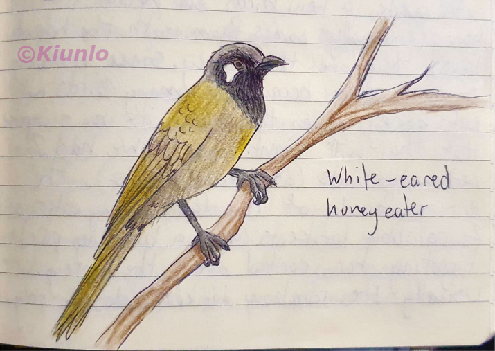 Pencil drawing of a White-eared Honeyeater sitting on a branch. It has a brown-yellow body with a black head, and small patch of white feathers behind and bellow its eye.