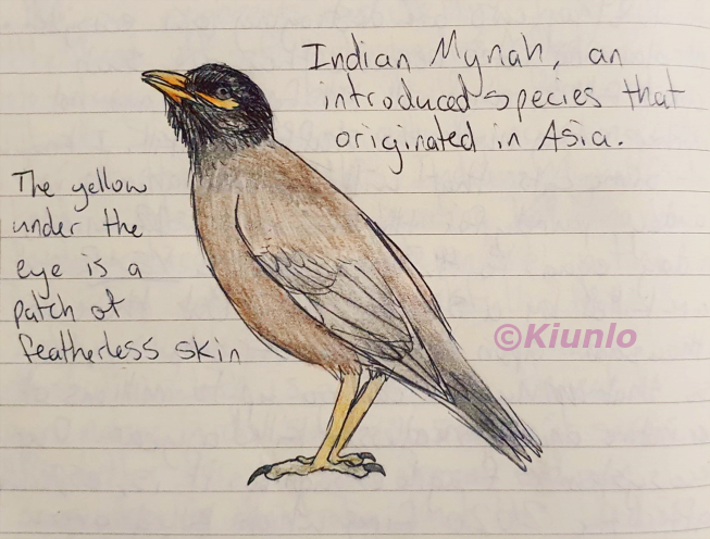 Pencil drawing of an Indian Mynah. It is a brown bird with a black head, a grey tail, and a yellow beak and legs. It has a small patch of yellow under its eye.