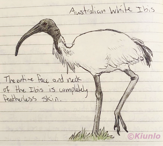 Pencil drawing of a White Ibis. It has white feathers on most of its body, with a few black feathers by the tail. It has long grey legs, and a neck and face that has no feathers, and is black in colour. Its beak is quite long and curves downwards.