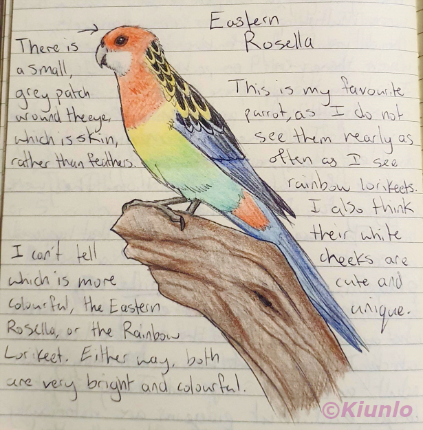 Pencil drawing of an Eastern Rosella parrot sitting on a branch. Its whole body is extremely colourful. It has a red head white white cheeks, which then transitions through the whole rainbow as the colour goes down its belly. It has a blue tail and wing feathers, and yellow and black feathers on the back of its neck.