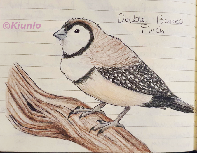 Pencil drawing of a Double-barred Finch perched on a branch. It has a white face and chest which becomes a cream colour on the underside. It has a line of black feathers going across it's chest, and another black line surrounding the face in a circular shape. The back of its neck is brown brindle pattern, and its wings are black with small white spots covering it.