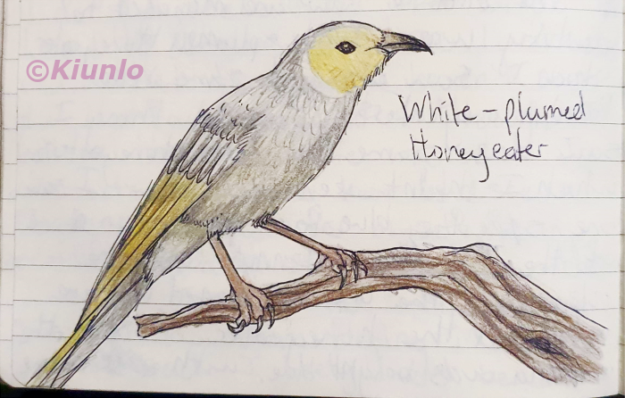 Pencil drawing of a White-plumed Honeyeater perching on a branch. It is a mostly grey bird with a yellow face, and a half-moon shape of white feathers surrounding the yellow. It has dark yellow wing feathers.