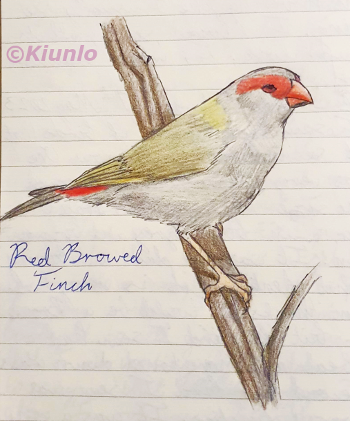 Pencil drawing of a Red-browed Finch sitting on a branch. It has a grey underside and brown wings, with bright red feathers on it's face and butt. It has a bright red beak.