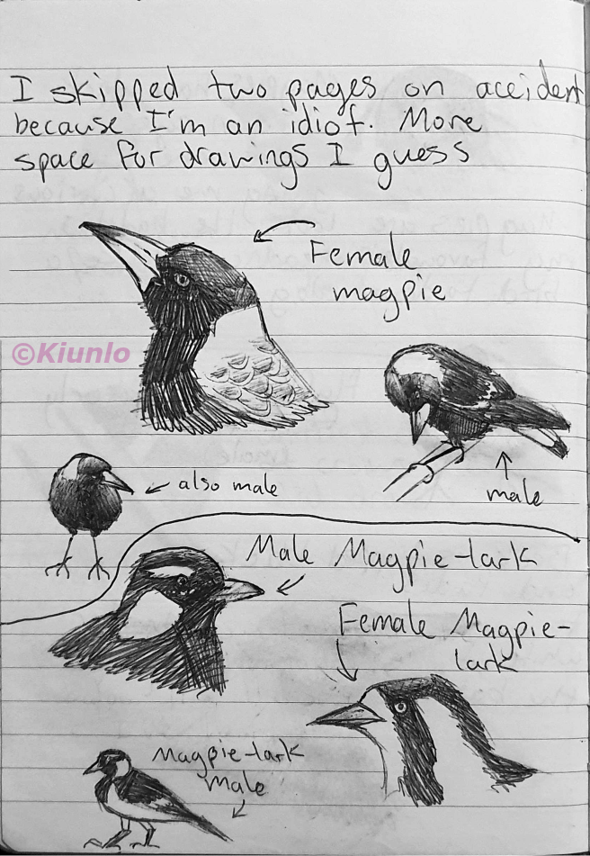 Six pen drawings of multple different birds. The first three drawings are of Magpies, with one facing forward while looking to the right, another Magpie perched on a branch while tilting its head at an odd angle, and the third drawing being a headshot of a magpie looking to the left. The last three drawings are of Magpie Larks, with the first two drawings being headshots of a male and female looking in different directions, and the last drawing being of the full body of a male Magpie Lark looking left.