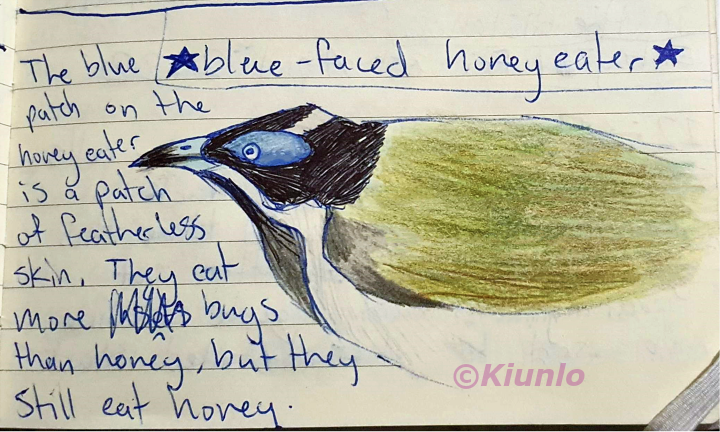 Pencil drawing of a Blue-Faced Honeyeater. It had black and white feathers on it's head and face, with the white trailing to the underside of its body. It is olive green back and wing feathers, with a blue patch of colour on the side of the face, which is skin.