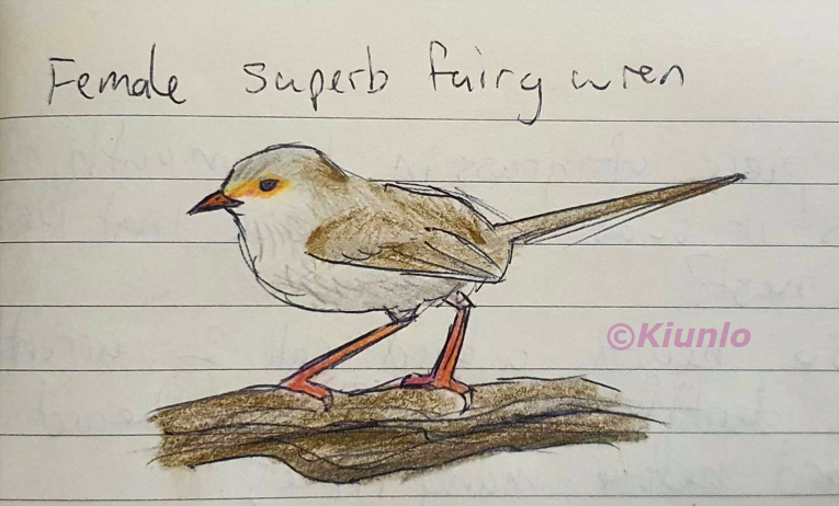 Pencil drawing of a female Superb Fairy Wren perched on a branch. It has a white belly and chest, with a light brown head, back, wings and tail. It has a small patch of orange feathers on its face by the eye.