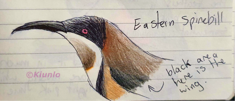 Pencil drawing of an Eastern Spinebill's head. It has a long, curved beak and brown, black, white and orange feathers. It has red eyes.