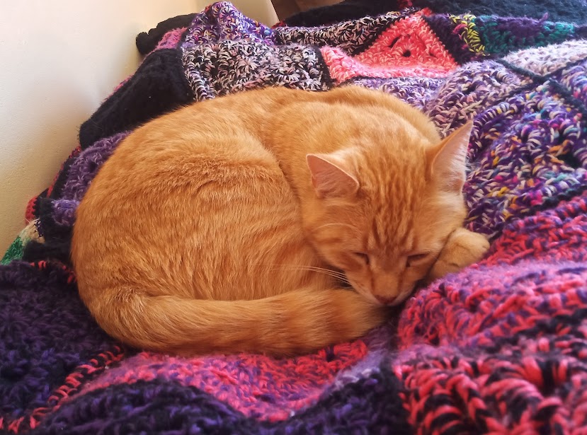 Jerry the orange cat curled up asleep on a blanket